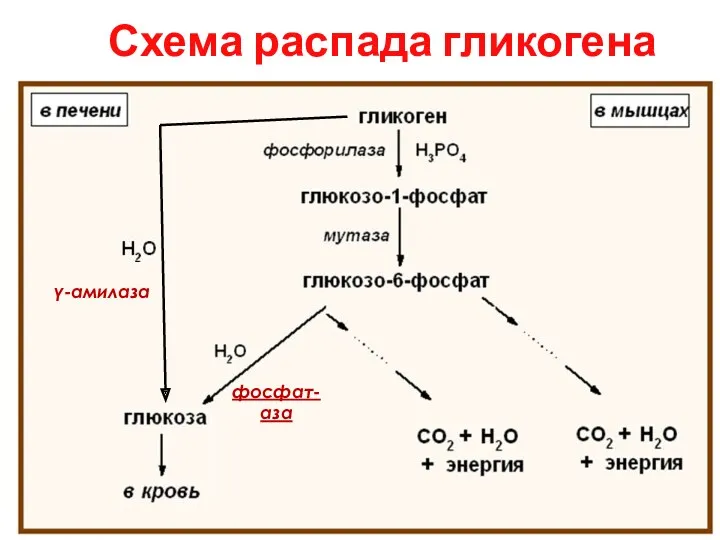 Схема распада гликогена фосфат-аза γ-амилаза