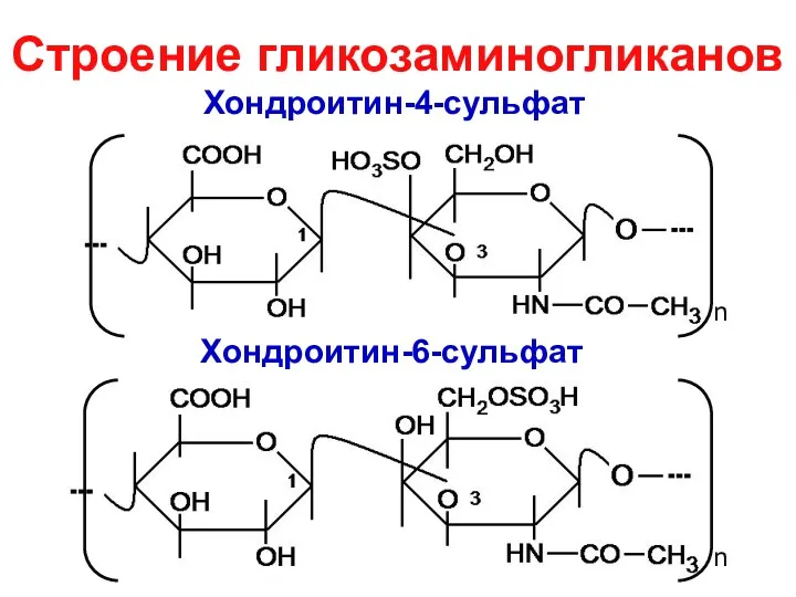 Хондроитин-4-сульфат n n Хондроитин-6-сульфат Строение гликозаминогликанов
