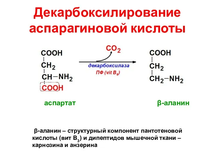 Декарбоксилирование аспарагиновой кислоты β-аланин – структурный компонент пантотеновой кислоты (вит