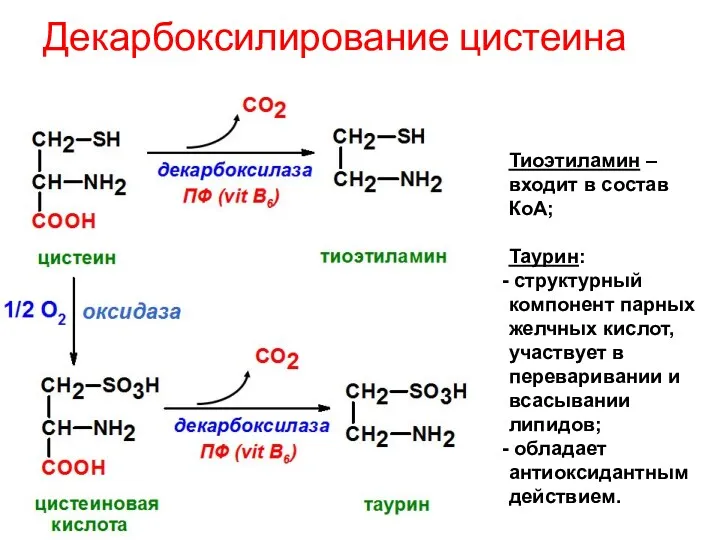 Декарбоксилирование цистеина Тиоэтиламин – входит в состав КоА; Таурин: структурный