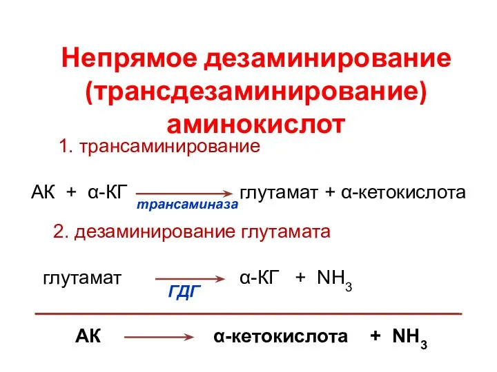 Непрямое дезаминирование (трансдезаминирование) аминокислот АК α-кетокислота + NH3 1. трансаминирование