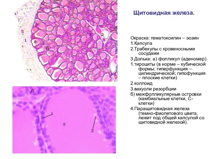 Щитовидная железа. Окраска: гематоксилин – эозин 1.Капсула 2.Трабекулы с кровеносными сосудами 3.Долька: а)