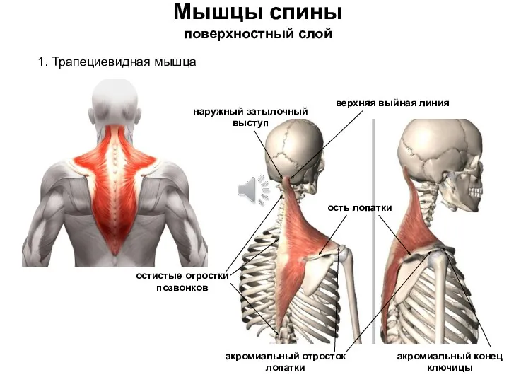 Мышцы спины поверхностный слой 1. Трапециевидная мышца наружный затылочный выступ верхняя выйная линия