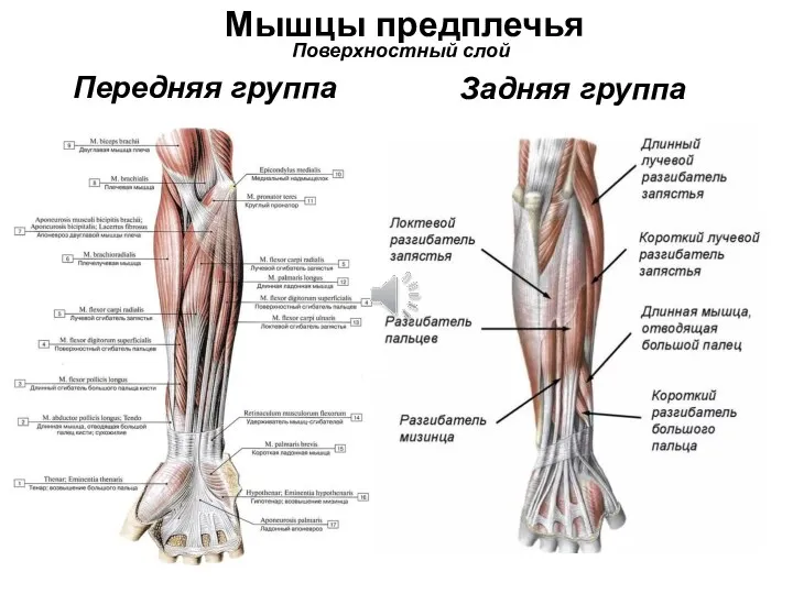 Мышцы предплечья Задняя группа Поверхностный слой Передняя группа