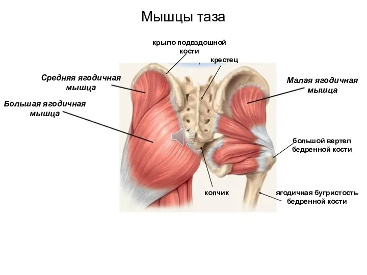 Мышцы таза Малая ягодичная мышца Средняя ягодичная мышца Большая ягодичная мышца крыло подвздошной