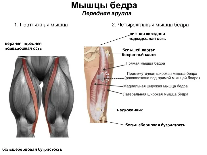 Мышцы бедра Передняя группа 1. Портняжная мышца верхняя передняя подвздошная ость большеберцовая бугристость