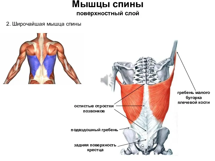 Мышцы спины поверхностный слой 2. Широчайшая мышца спины остистые отростки позвонков задняя поверхность