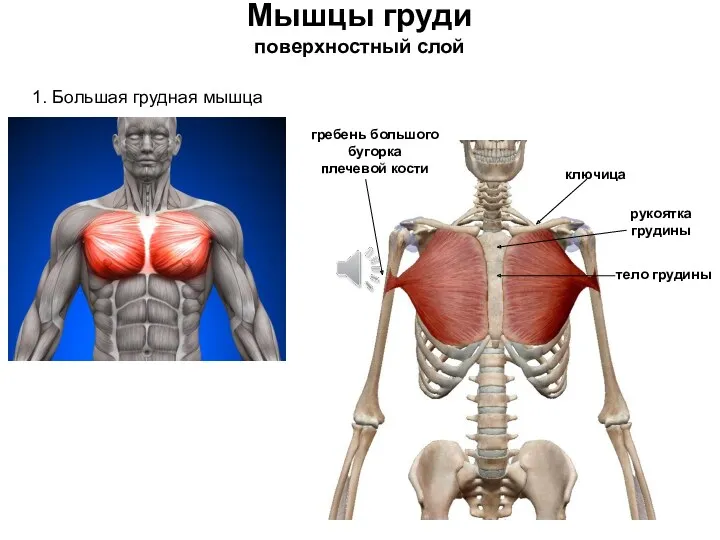 Мышцы груди поверхностный слой 1. Большая грудная мышца ключица рукоятка грудины тело грудины