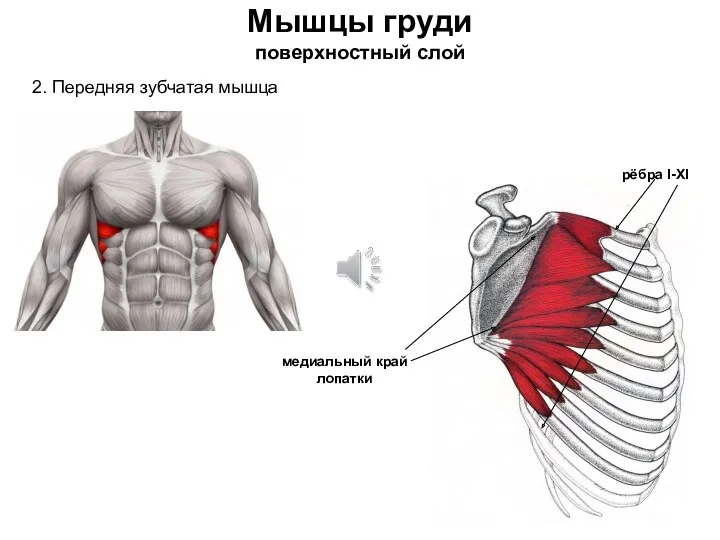 Мышцы груди поверхностный слой 2. Передняя зубчатая мышца медиальный край лопатки рёбра I-XI