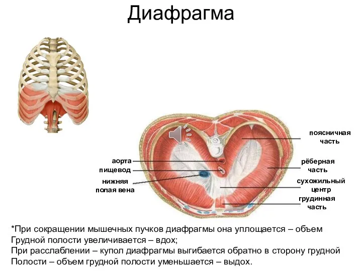 Диафрагма сухожильный центр поясничная часть рёберная часть грудинная часть аорта