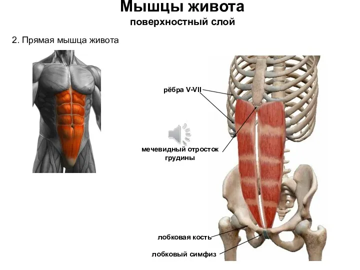 Мышцы живота поверхностный слой 2. Прямая мышца живота лобковая кость