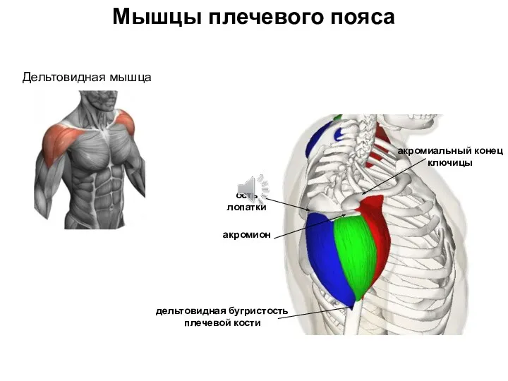 Мышцы плечевого пояса Дельтовидная мышца акромиальный конец ключицы акромион ость лопатки дельтовидная бугристость плечевой кости