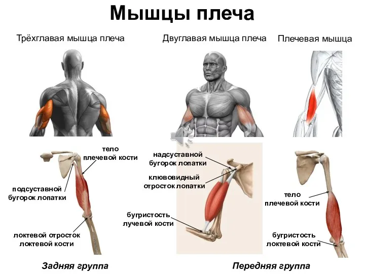 Мышцы плеча Передняя группа Задняя группа Трёхглавая мышца плеча Двуглавая мышца плеча Плечевая