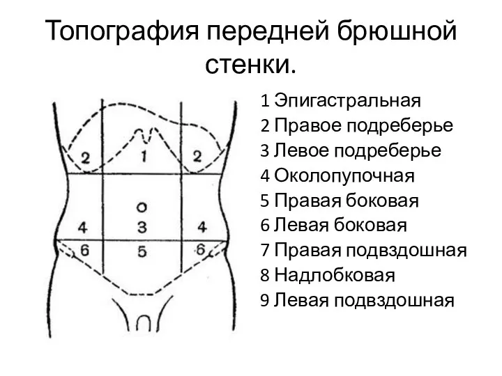 Топография передней брюшной стенки. 1 Эпигастральная 2 Правое подреберье 3