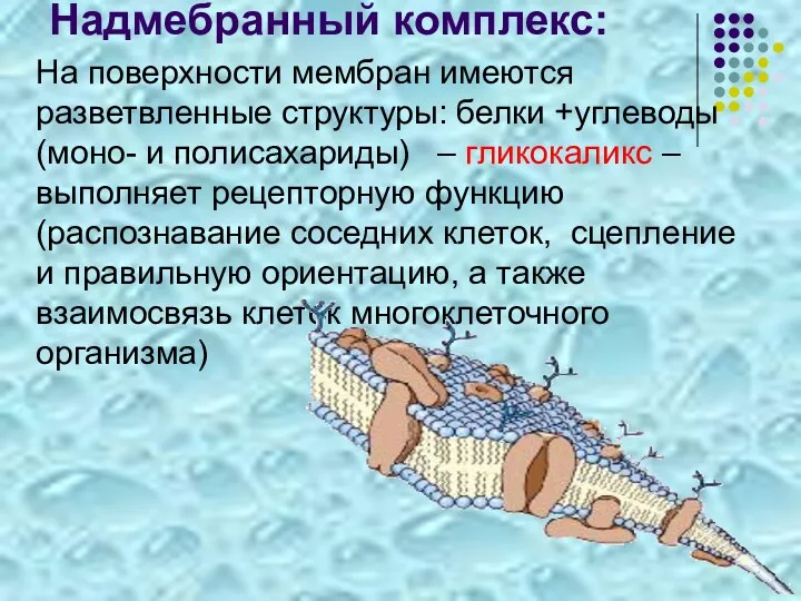 Надмебранный комплекс: На поверхности мембран имеются разветвленные структуры: белки +углеводы