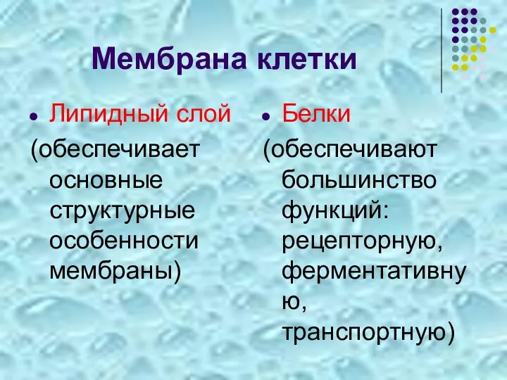 Мембрана клетки Липидный слой (обеспечивает основные структурные особенности мембраны) Белки (обеспечивают большинство функций: рецепторную, ферментативную, транспортную)