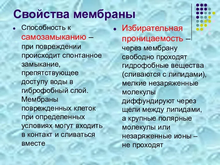 Свойства мембраны Способность к самозамыканию – при повреждении происходит спонтанное