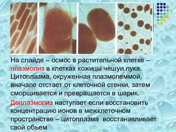 На слайде – осмос в растительной клетке – плазмолиз в клетках кожицы чешуи