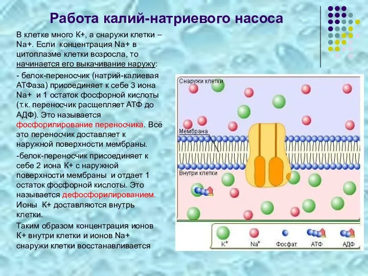 Работа калий-натриевого насоса В клетке много К+, а снаружи клетки