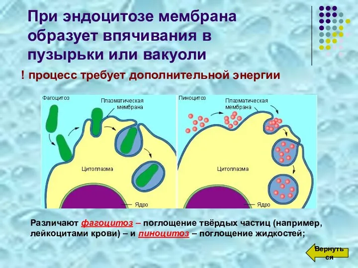 При эндоцитозе мембрана образует впячивания в пузырьки или вакуоли !