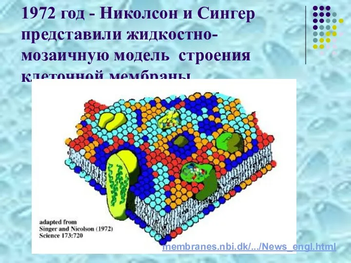 1972 год - Николсон и Сингер представили жидкостно- мозаичную модель строения клеточной мембраны membranes.nbi.dk/.../News_engl.html