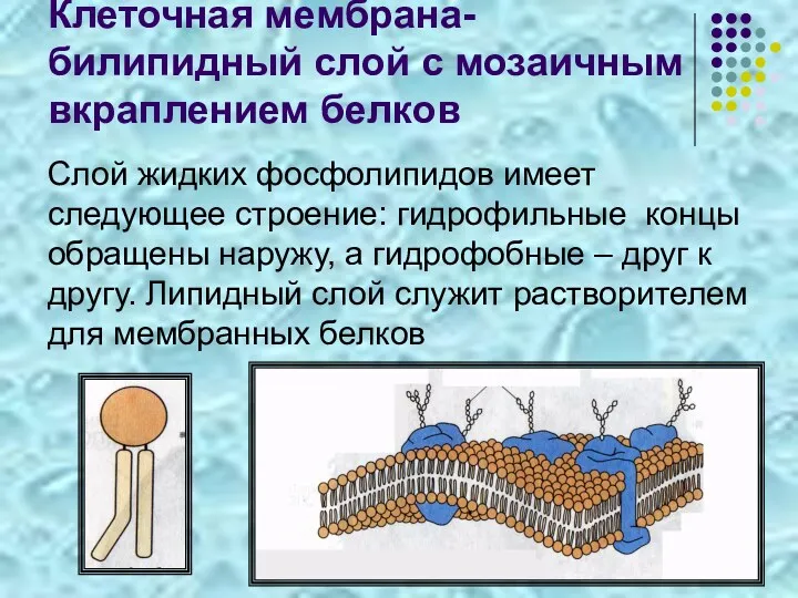 Клеточная мембрана- билипидный слой с мозаичным вкраплением белков Слой жидких