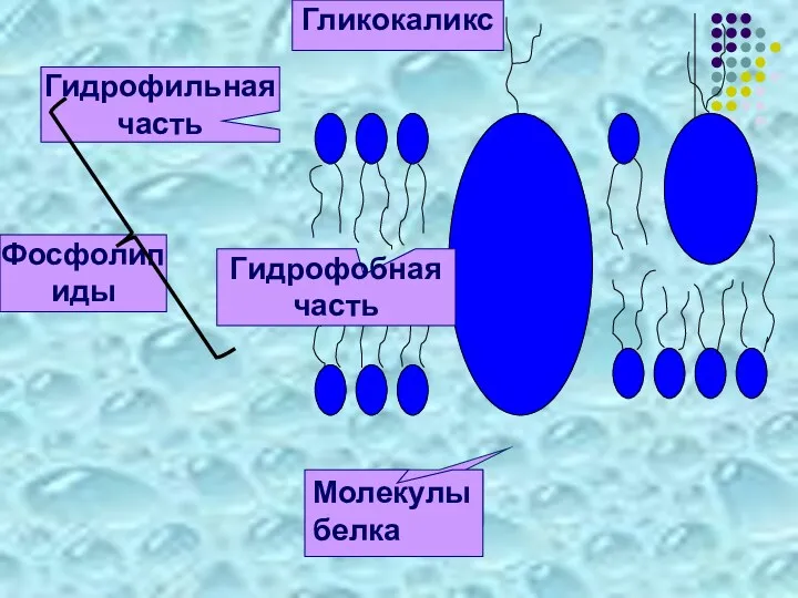 Фосфолипиды Гликокаликс Гидрофильная часть Молекулы белка Гидрофобная часть