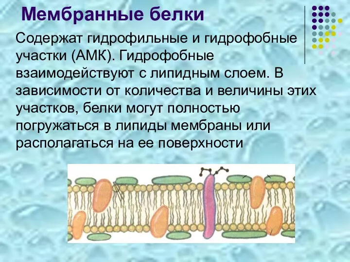 Мембранные белки Содержат гидрофильные и гидрофобные участки (АМК). Гидрофобные взаимодействуют с липидным слоем.