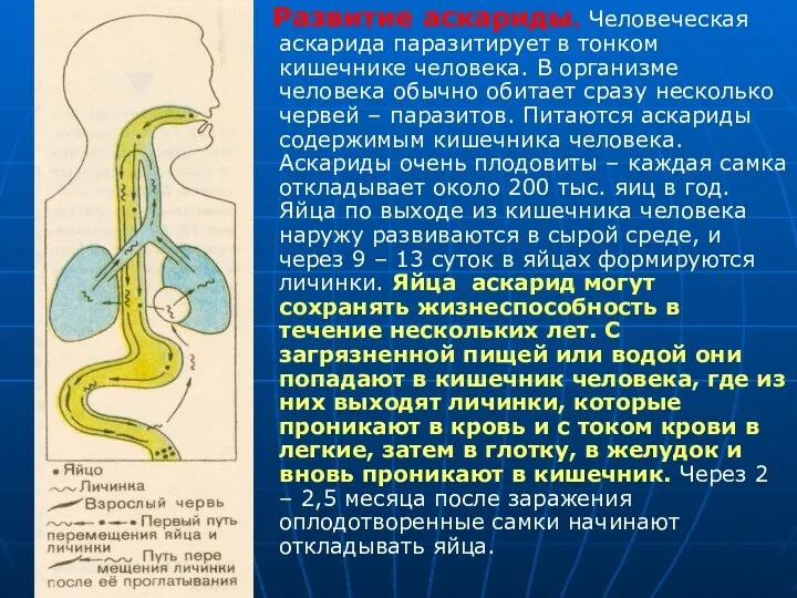 Развитие аскариды. Человеческая аскарида паразитирует в тонком кишечнике человека. В организме человека обычно