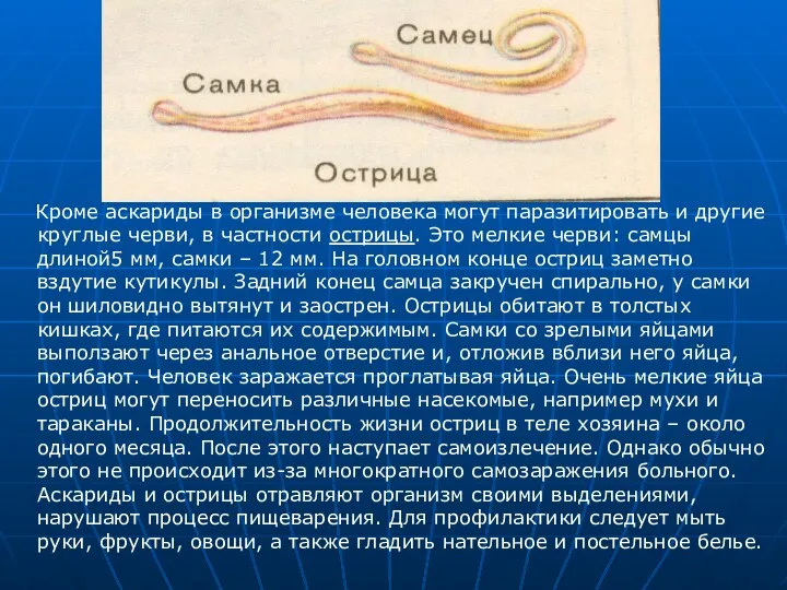 Кроме аскариды в организме человека могут паразитировать и другие круглые черви, в частности