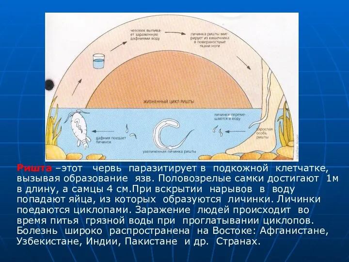 Ришта –этот червь паразитирует в подкожной клетчатке, вызывая образование язв. Половозрелые самки достигают