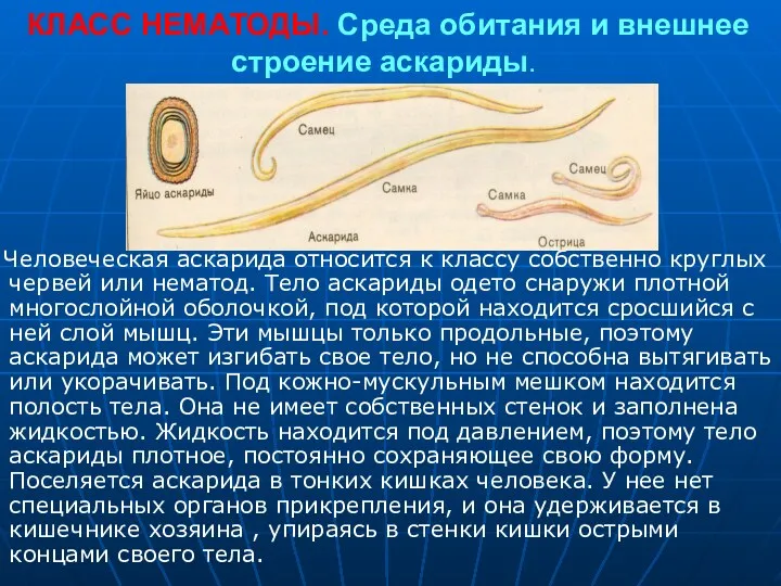 КЛАСС НЕМАТОДЫ. Среда обитания и внешнее строение аскариды. Человеческая аскарида относится к классу