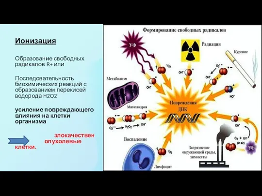 Ионизация Образование свободных радикалов R+ или Последовательность биохимических реакций с