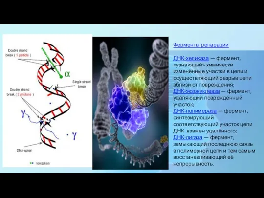 Ферменты репарации ДНК-хеликаза — фермент, «узнающий» химически изменённые участки в