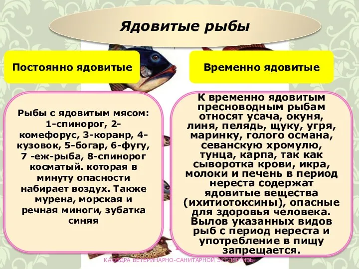 КАФЕДРА ВЕТЕРИНАРНО-САНИТАРНОЙ ЭКСПЕРТИЗЫ Ядовитые рыбы Постоянно ядовитые Временно ядовитые Рыбы