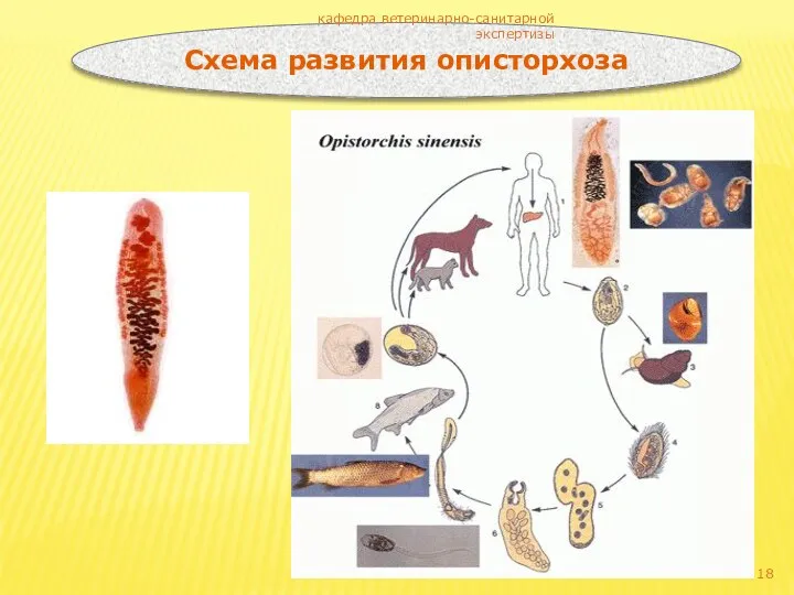 Схема развития описторхоза кафедра ветеринарно-санитарной экспертизы