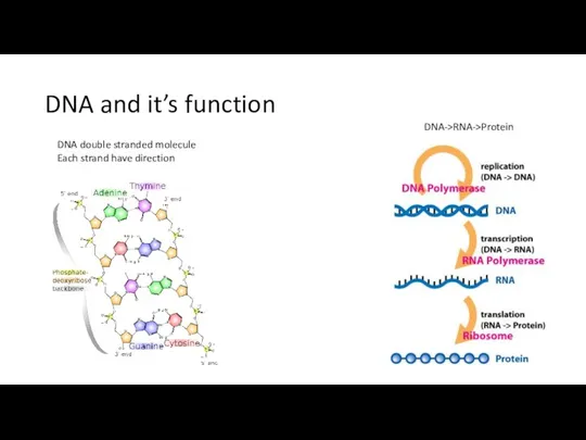 DNA and it’s function DNA double stranded molecule Each strand have direction DNA->RNA->Protein