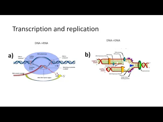 Transcription and replication DNA->RNA DNA->DNA 3` 5`