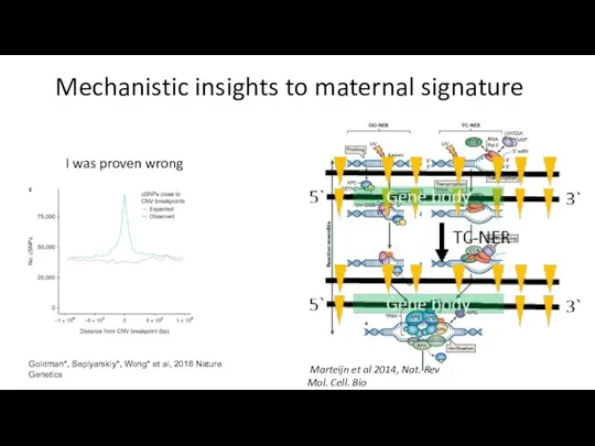 Mechanistic insights to maternal signature Goldman*, Seplyarskiy*, Wong* et al,