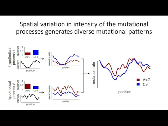 Spatial variation in intensity of the mutational processes generates diverse mutational patterns