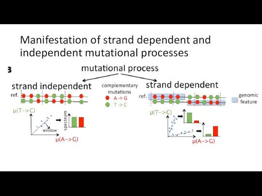 Manifestation of strand dependent and independent mutational processes