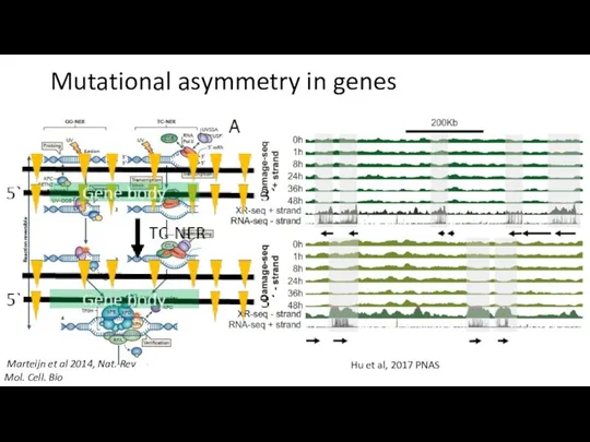 Mutational asymmetry in genes Marteijn et al 2014, Nat. Rev