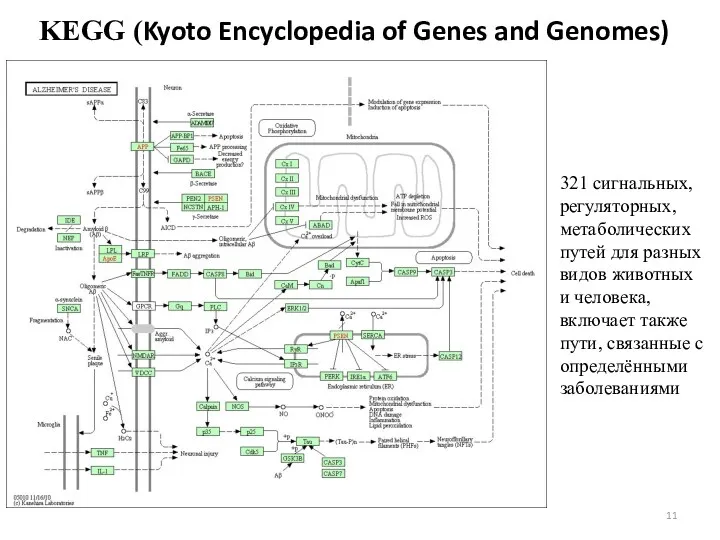 KEGG (Kyoto Encyclopedia of Genes and Genomes) 321 сигнальных, регуляторных, метаболических путей для