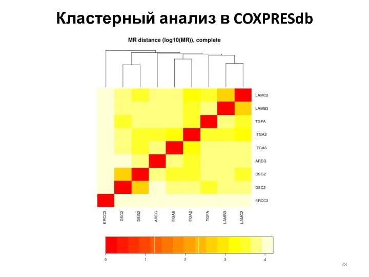 Кластерный анализ в COXPRESdb