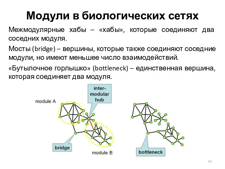 Модули в биологических сетях Межмодулярные хабы – «хабы», которые соединяют два соседних модуля.