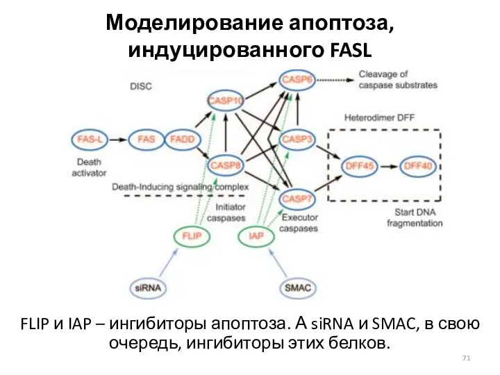 Моделирование апоптоза, индуцированного FASL FLIP и IAP – ингибиторы апоптоза. А siRNA и