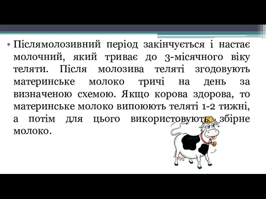 Післямолозивний період закінчується і настає молочний, який триває до 3-місячного віку теляти. Після