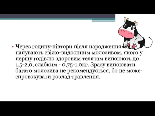 Через годину-півтори після народження його напувають свіжо-видоєнним молозивом, якого у першу годівлю здоровим