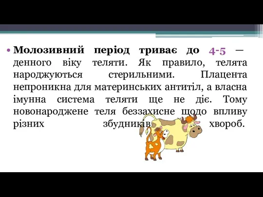 Молозивний період триває до 4-5 — денного віку теляти. Як правило, телята народжуються