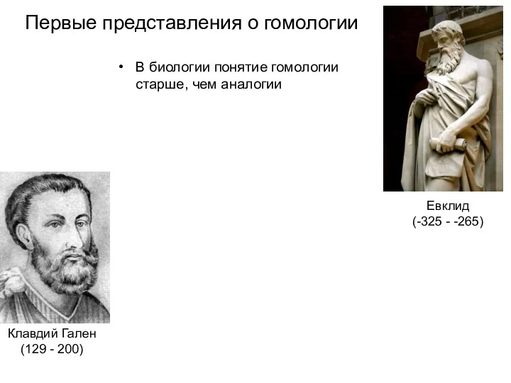 Первые представления о гомологии В биологии понятие гомологии старше, чем